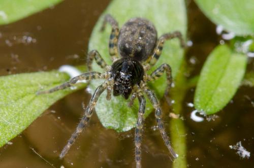 Réf. 257 407 : Arctosa leopardus